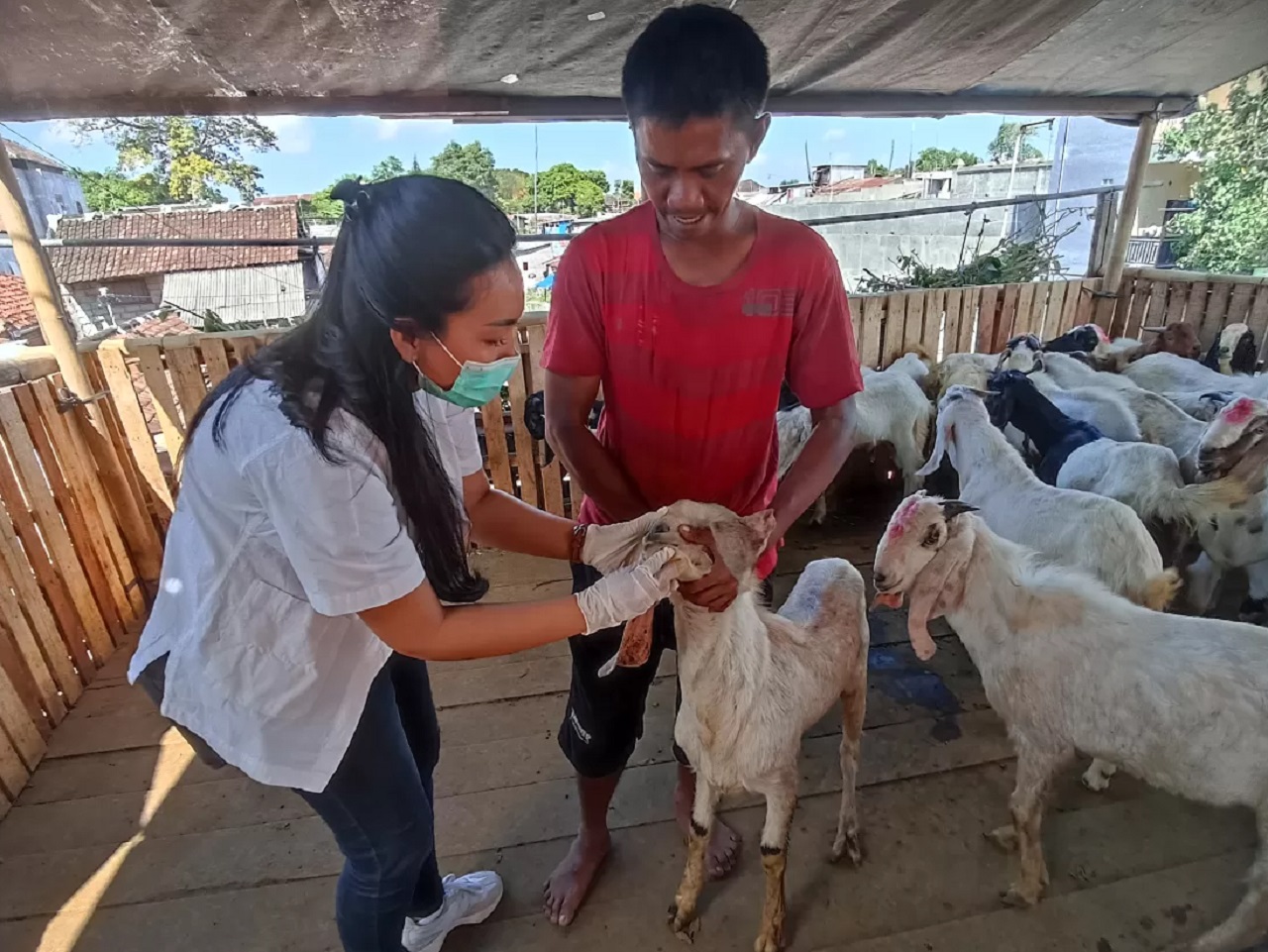 Ilustrasi, Dinas Pertanian (Diperta) Kabupaten Probolinggo rutin melakukan cek kesehatan ternak warga. SP/ PRB