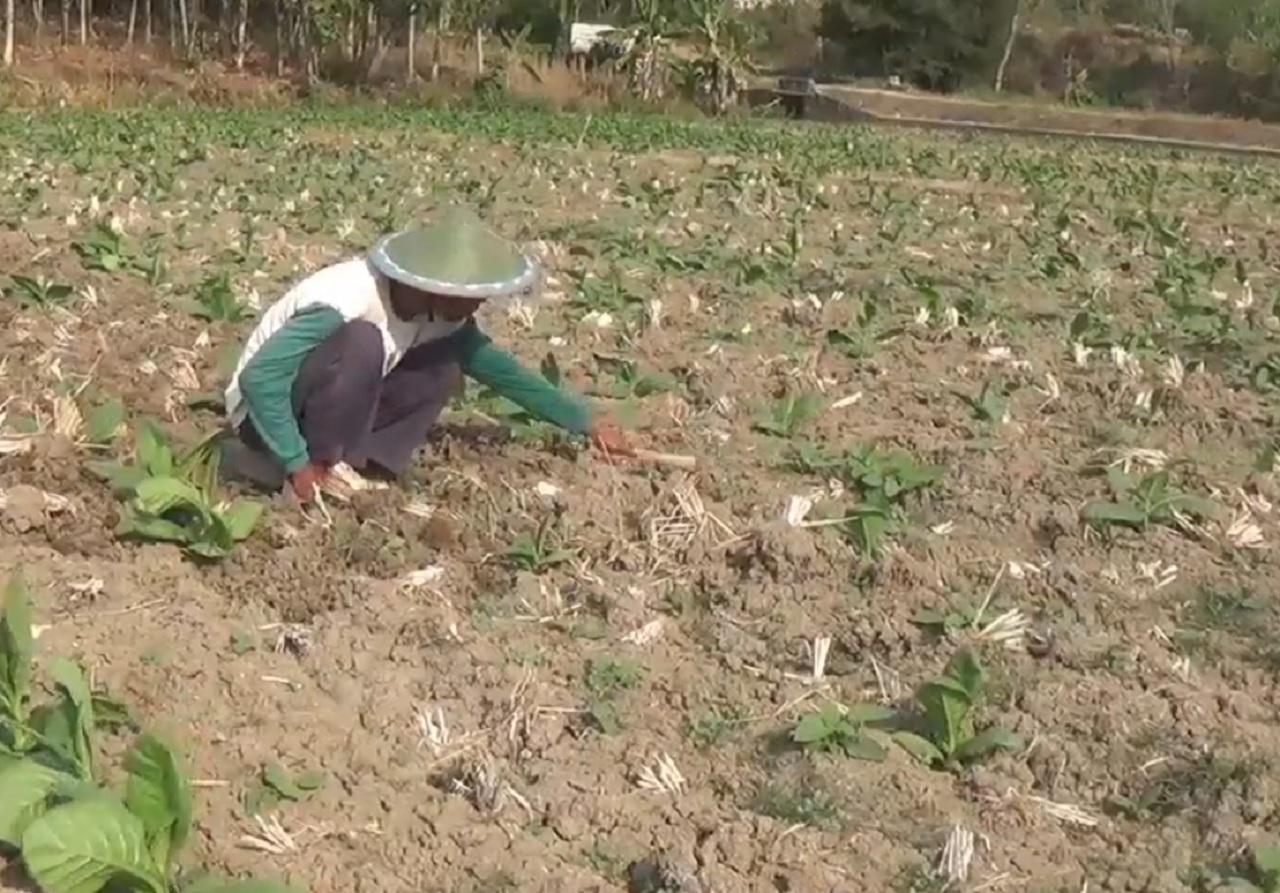 Ilustrasi. Penanaman tembakau di lahan pertanian Kabupaten Ngawi, Jawa Timur. SP/ NGW