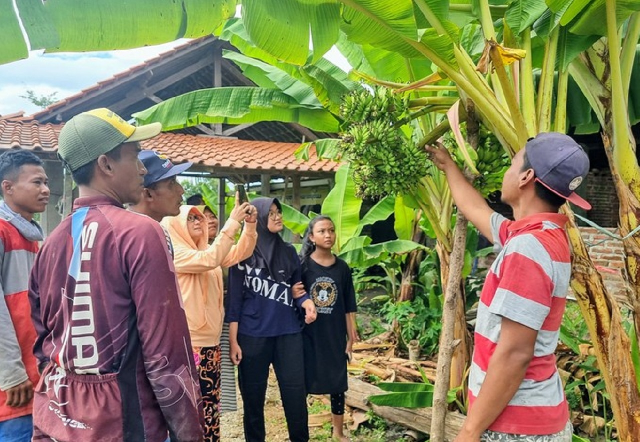 Warga melihat fenomena pohon pisang berbuah 6 tandan sekaligus membuat heboh dan viral. SP/ PNG