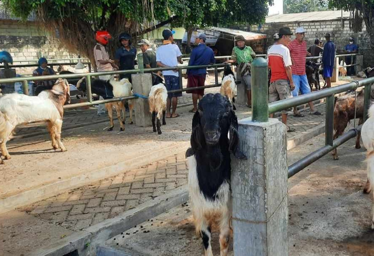 Ilustrasi. Penjualan kurban di Pasar Hewan Tuban, Jawa Timur. SP/ TBN