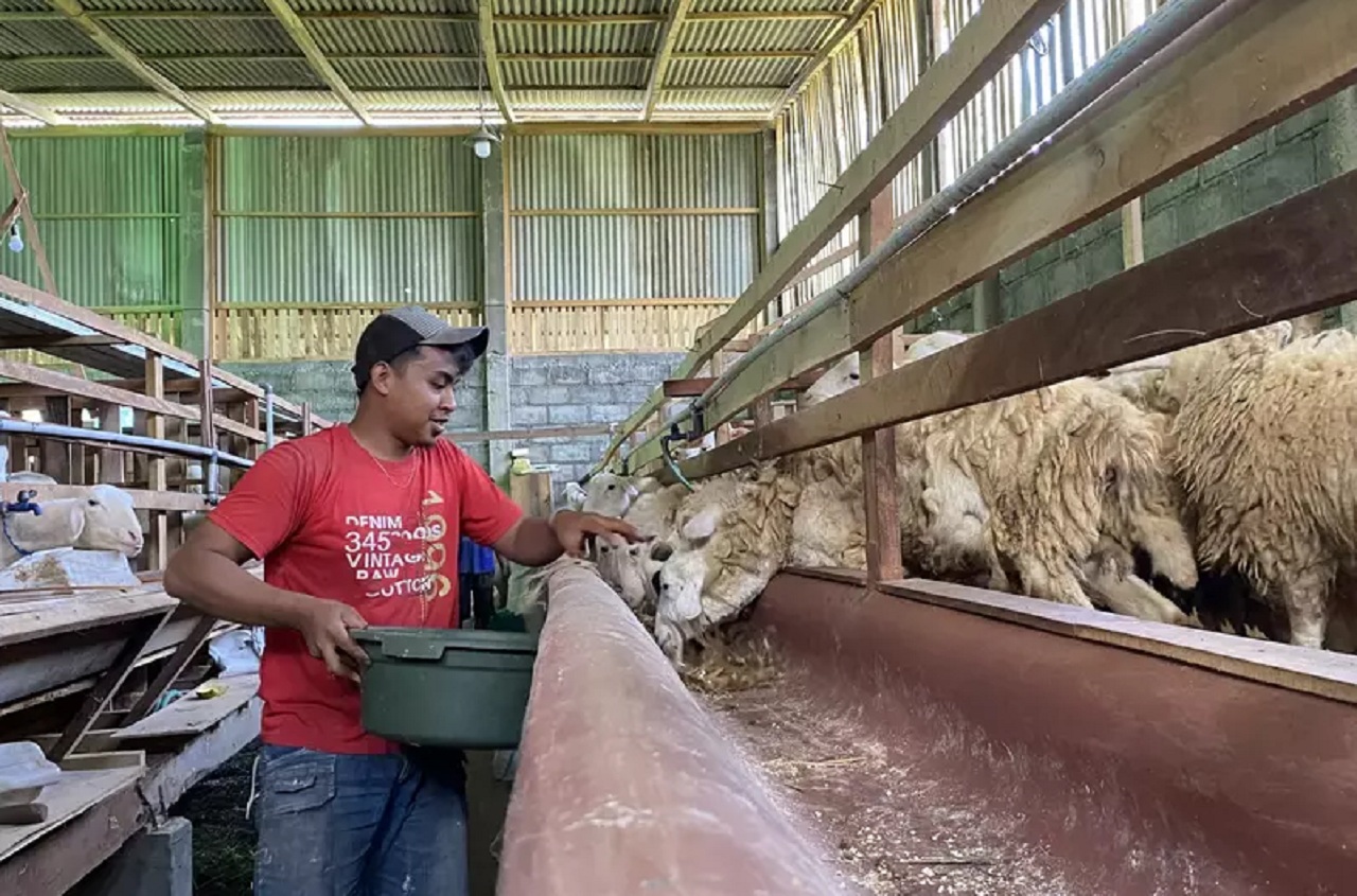 Salah satu pedagang kambing di Kota Malang Taufik saat hendak memberikan makan ke kambing ternaknya. SP/ MLG