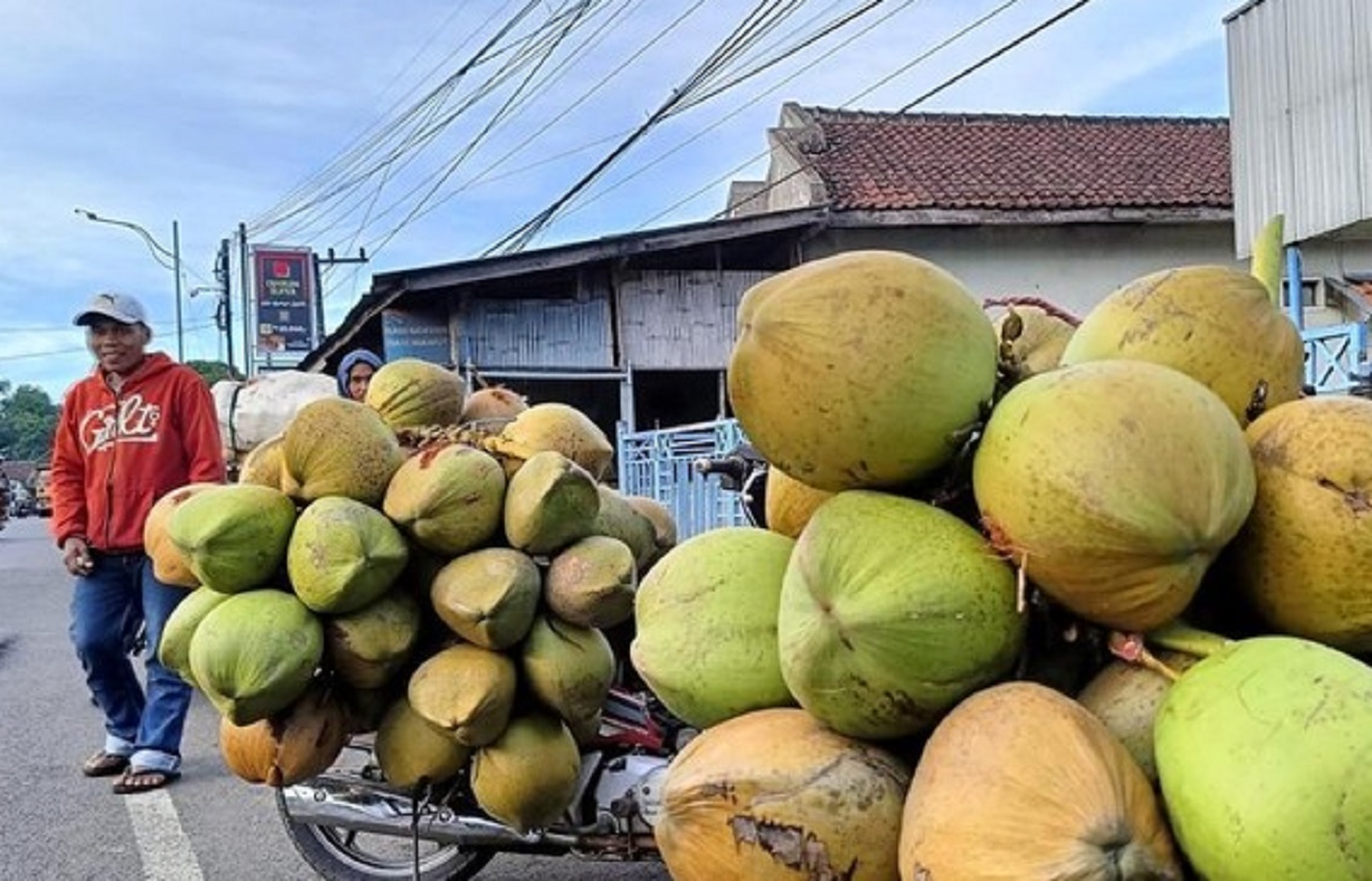Pedagang kelapa di Lumajang tengah menikmati berkah kenaikan harga. SP/ LMJ