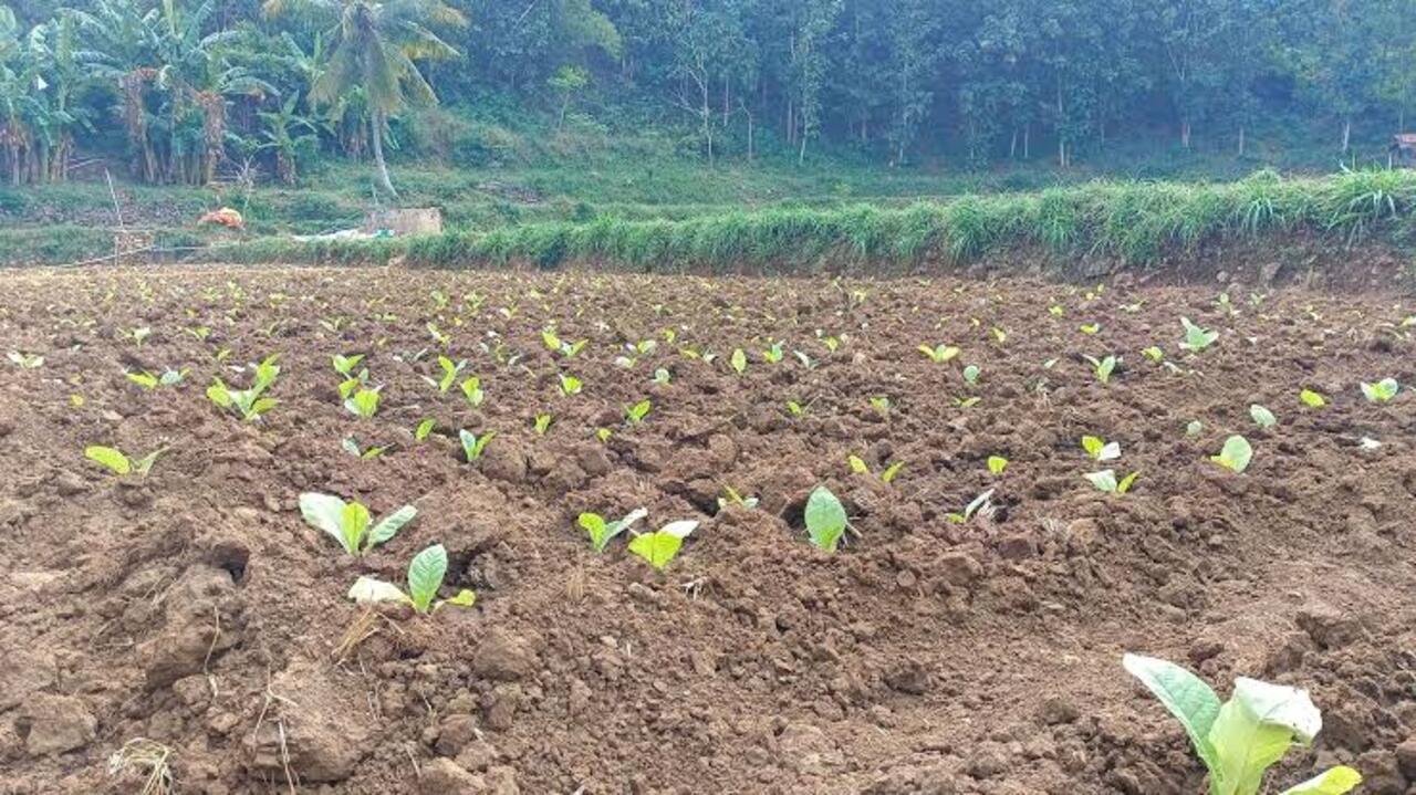 Musim tanam tembakau. SP/ JBG