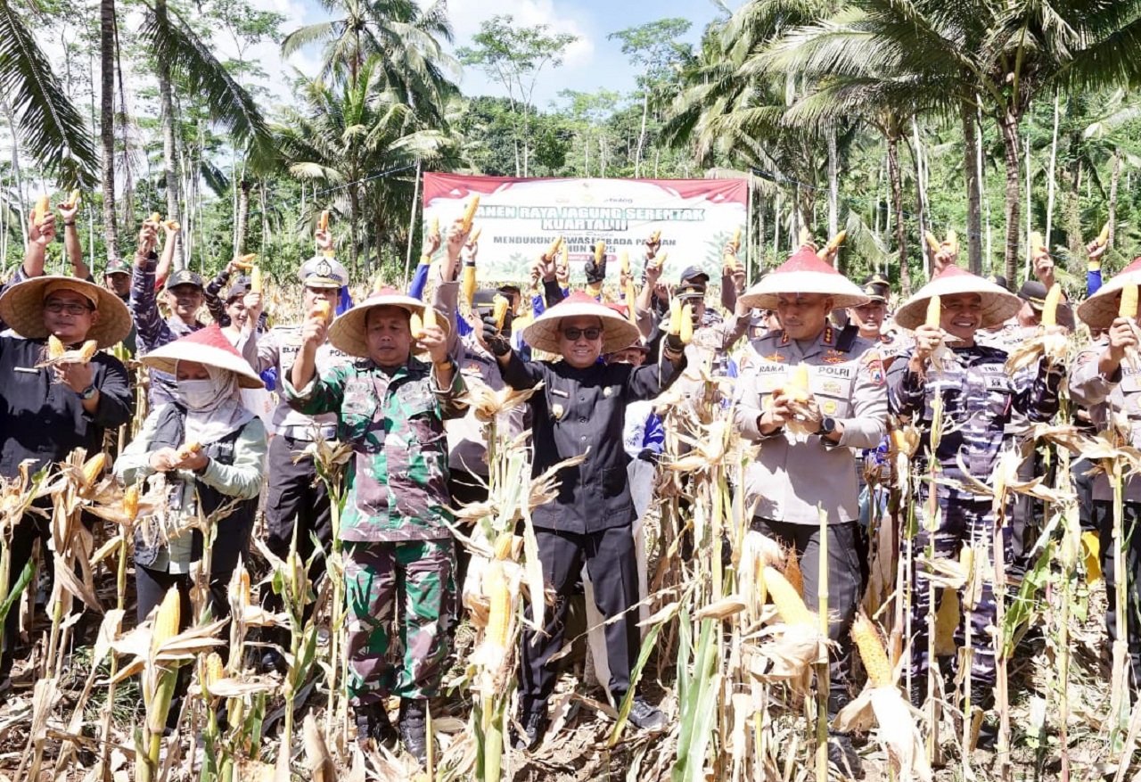 Prosesi panen jagung di Desa Tegalharjo, Kecamatan Glenmore, Kabupaten Banyuwangi, Jawa Timur. SP/ BYW