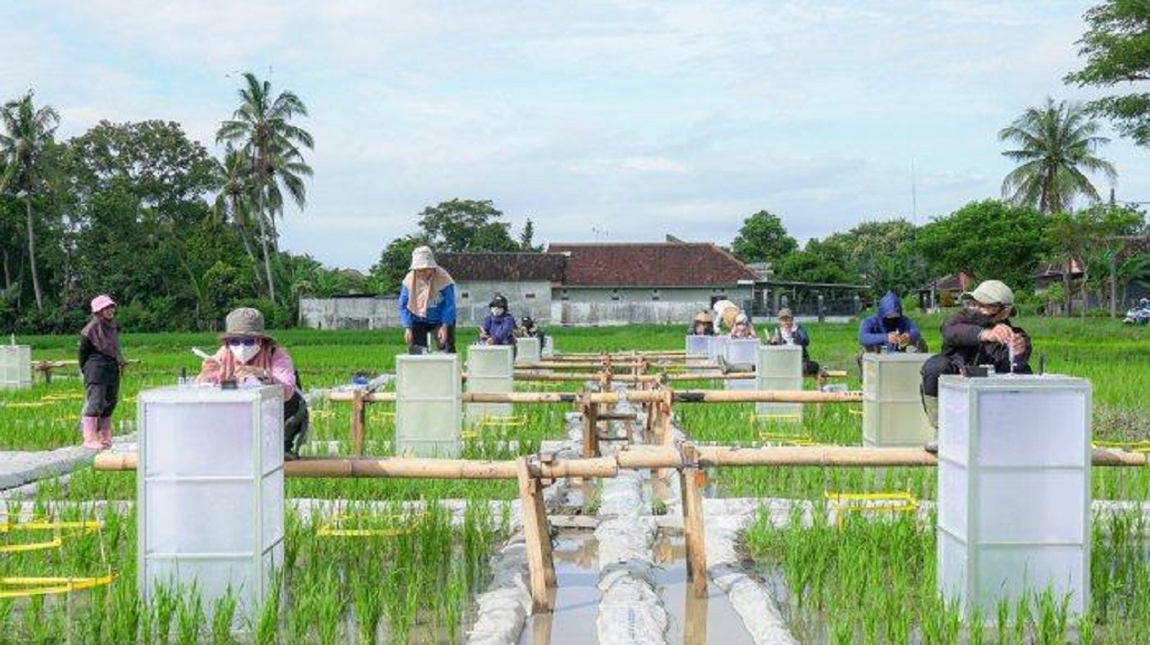 Areal budi daya padi biofirtifikasi atau beras bernutrisi di Banyuwangi, Jawa Timur. SP/ BYW