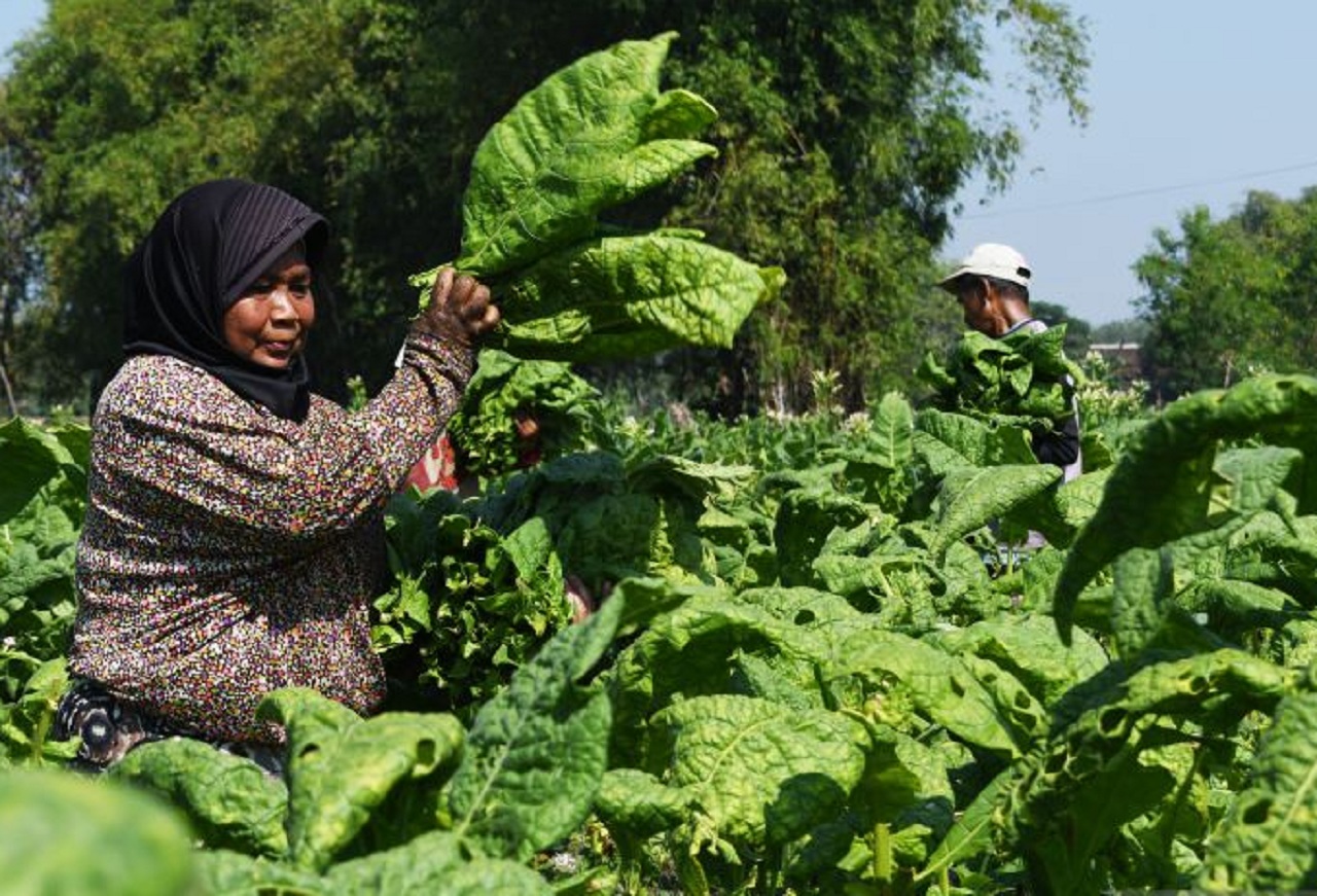 Ilustrasi. Petani tembakau di Madiun saat panen. SP/ MDN