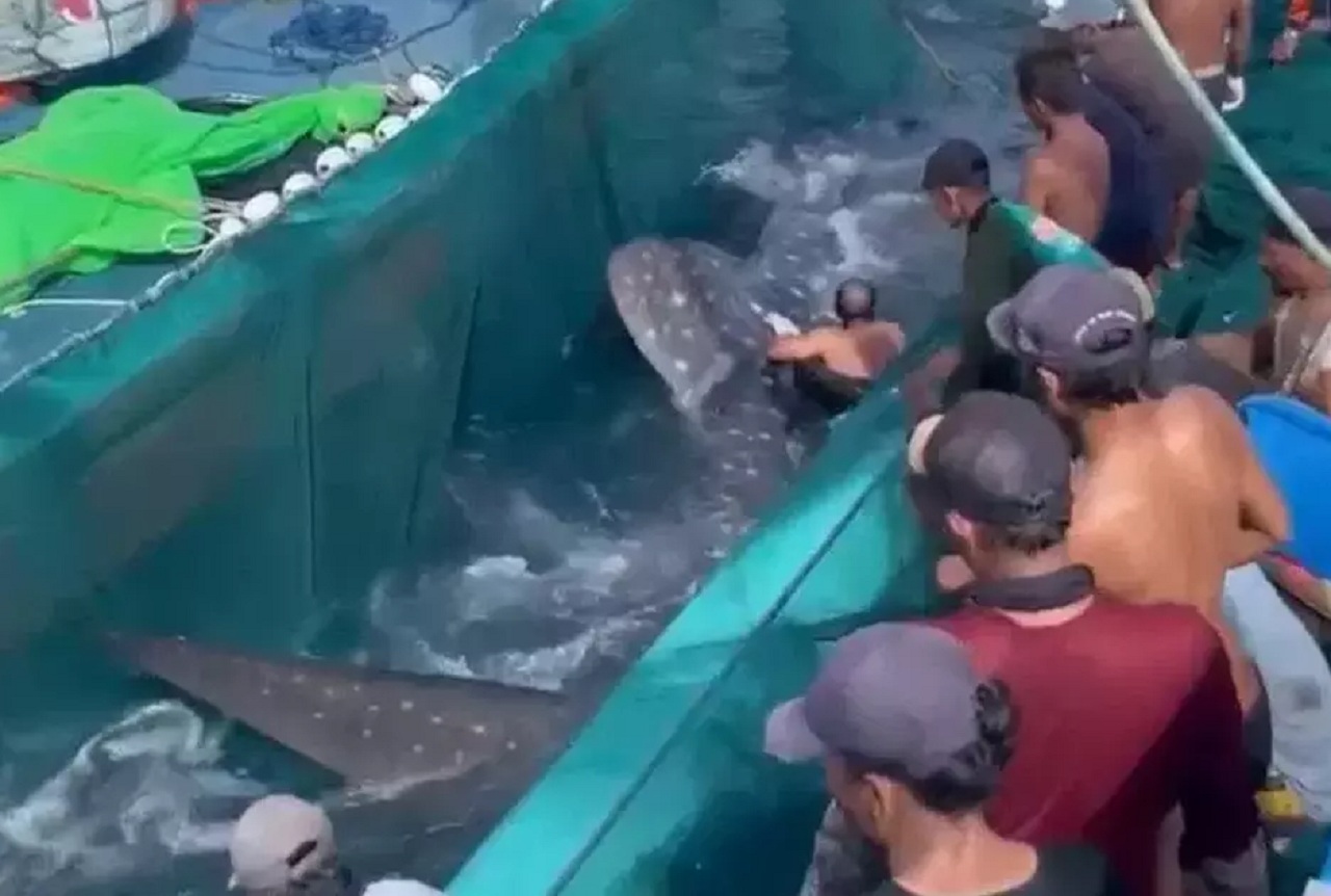 Tangkapan layar video viral terjaringnya Hiu Paus di Pantai Sendangbiru, Kabupaten Malang, Jawa Timur. SP/ MLG