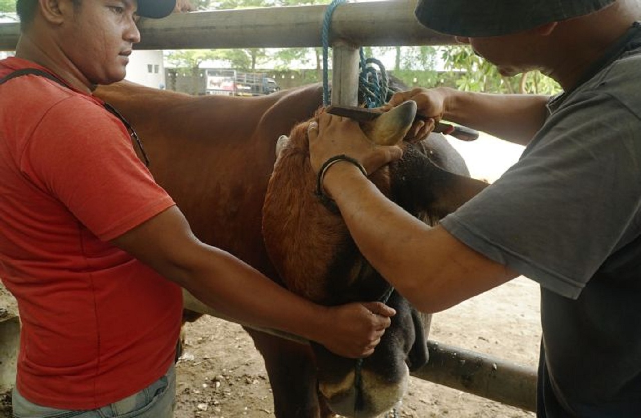 Pelaku usaha jasa salon sapi melakukan perapian tanduk sapi dengan cara diserut menggunakan pisau di Pasar Hewan Terpadu (PHT) Tulungagung, Jawa Timur. SP/ TLG