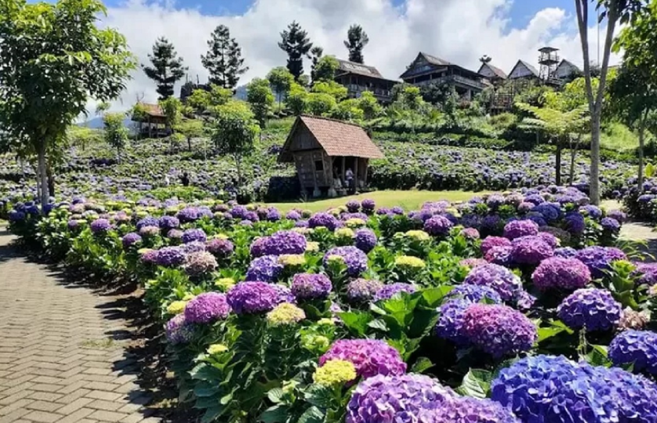 Pesona Kebun bunga Hortensia di Desa Sumberbrantas, Kecamatan Bumiaji, Kota Batu, Jawa Timur. SP/ BTU