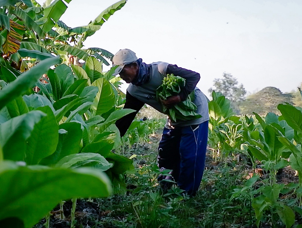 Ilustrasi. Petani tembakau di wilayah Bojonegoro, Jawa Timur. SP/ BJN
