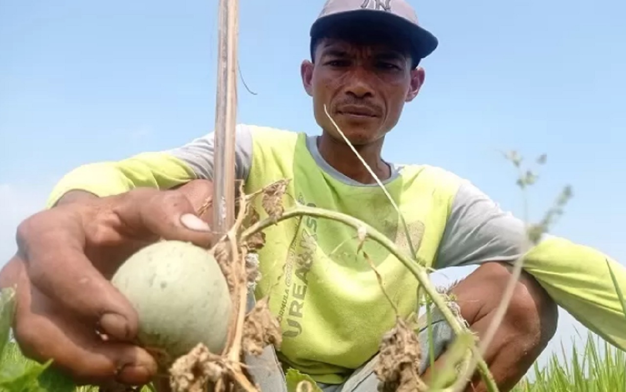Petani buah di Dusun Borocilik, Desa Gedangan, Kecamatan Sumobito membabat tanaman melon. SP/ JBG