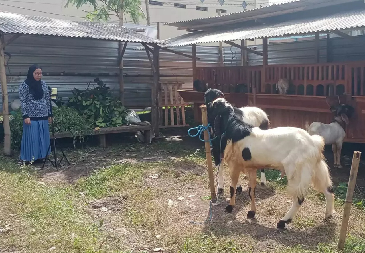 Peternak di Malang menjual kambing kurban melalui live streaming di medsos. SP/ MLG