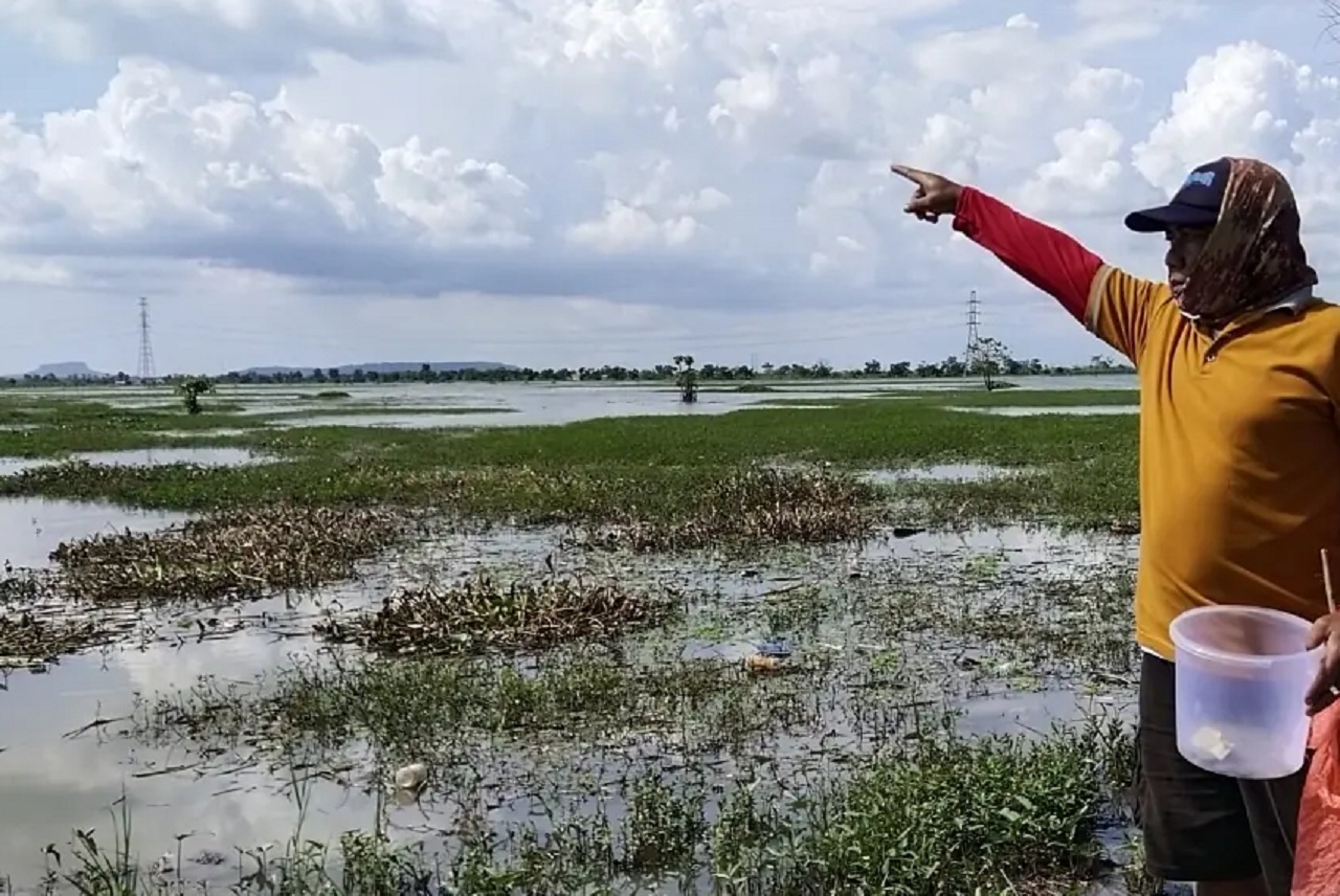 Lahan pertanian tergenangi air di kawasan Kecamatan Plumpang Kabupaten Tuban, Jawa Timur. SP/ TBN
