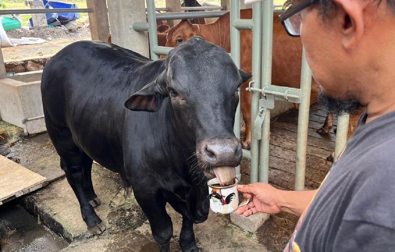 Apless, sapi jenis angus yang ada di Peternakan Berkah Wafa Farm, Dusun Dateng, Desa Watesnegoro, Ngoro, Mojokerto punya kebiasaan suka minum kopi. SP/ MJK