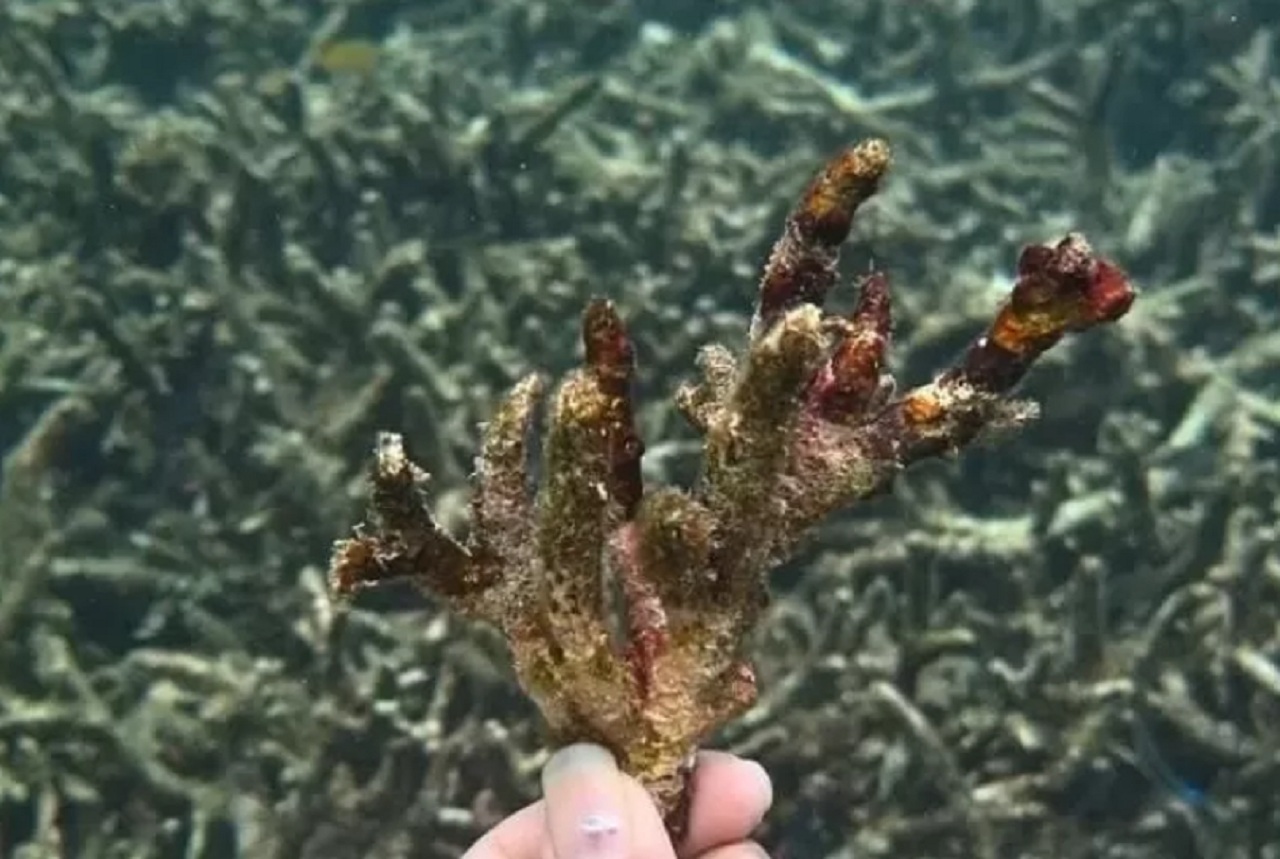 Terumbu karang di kawasan Wisata Bahari Pasir Putih Situbondo, Jawa Timur, rusak/mati. SP/ STB