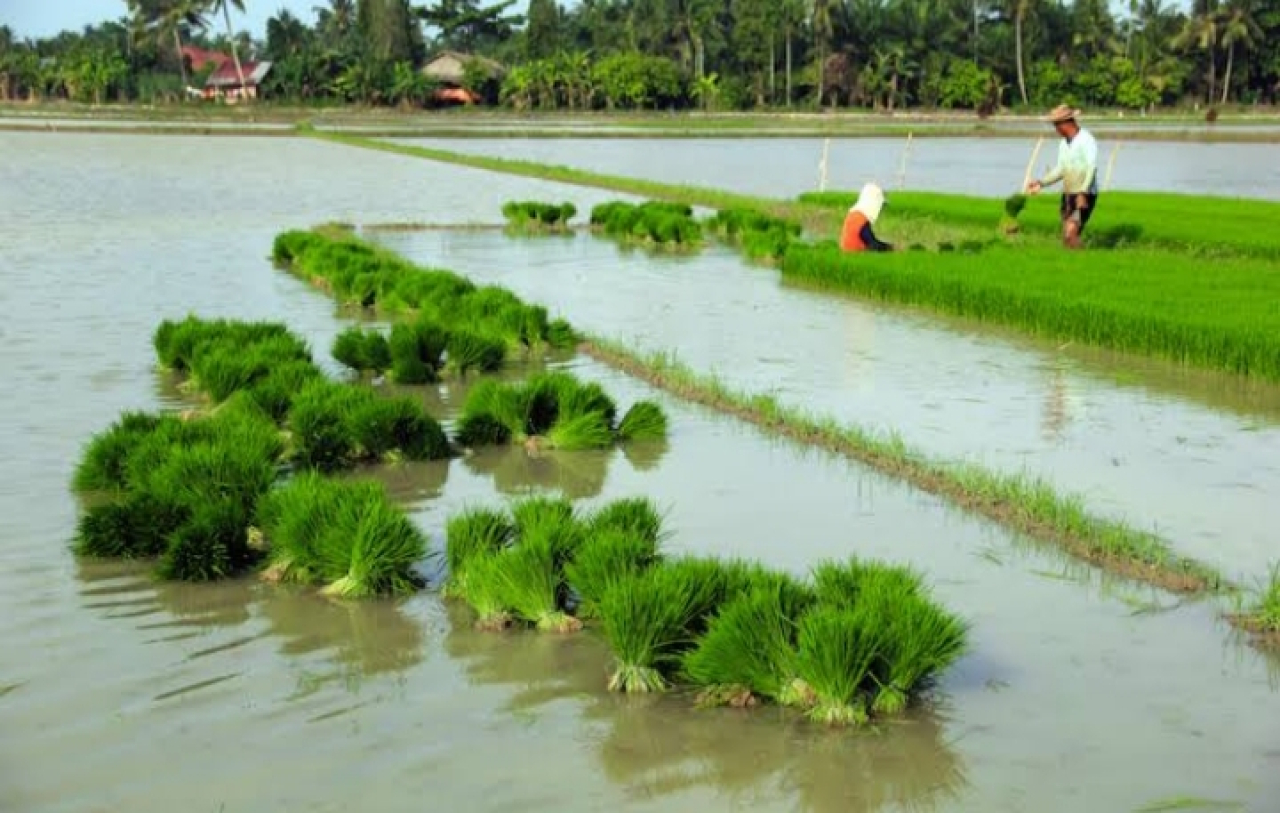 Ilustrasi. Petani di Tulungagung mempersiapkan lahan jelang masa tanam. SP/ TLG