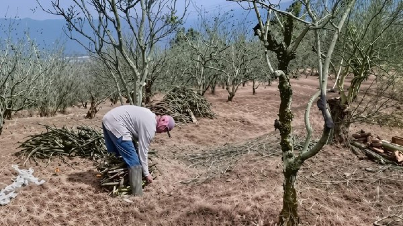 Petani di Kota Batu sedang membongkar pohon apel dan beralih ke komoditas lain. SP/ BTU