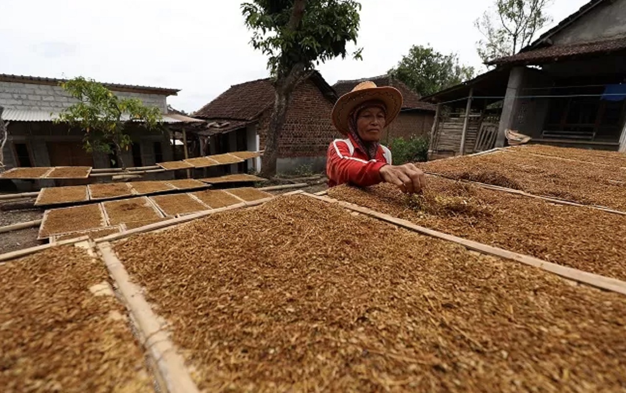 Ilustrasi. Petani yang sedang menjemur hasil panen tembakaunya. SP/ PMK