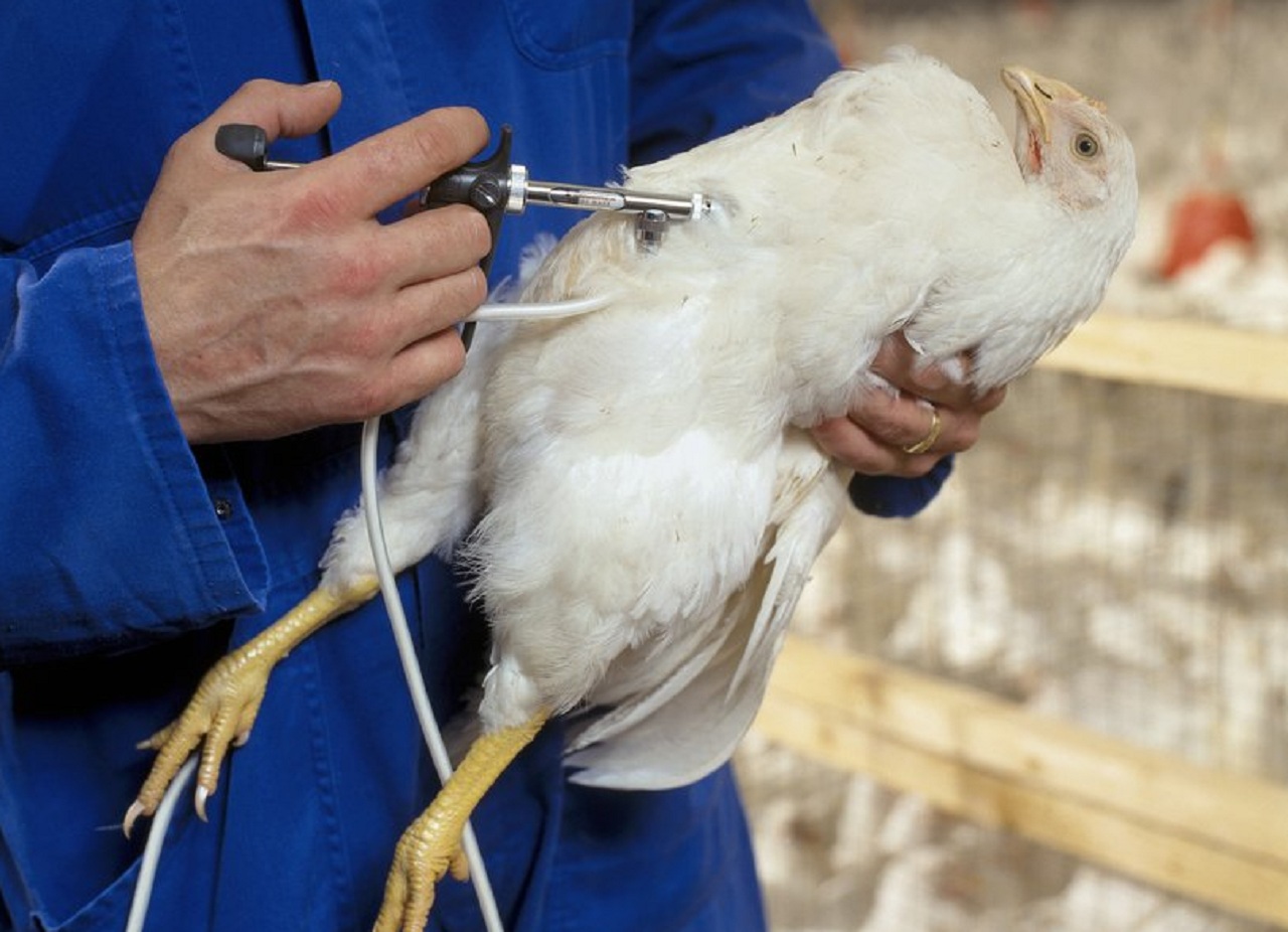 Petugas DKPP Kota Madiun lakukan vaksinasi ternak ayam cegah flu burung. SP/ MDN