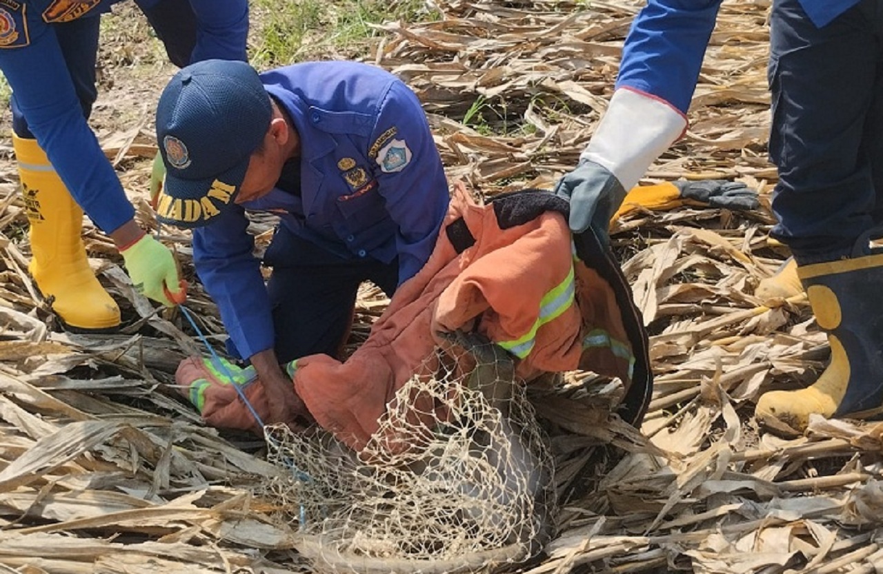 Petugas Damkar Paciran evakuasi monyet yang meresahkan Warga. SP/ LMG
