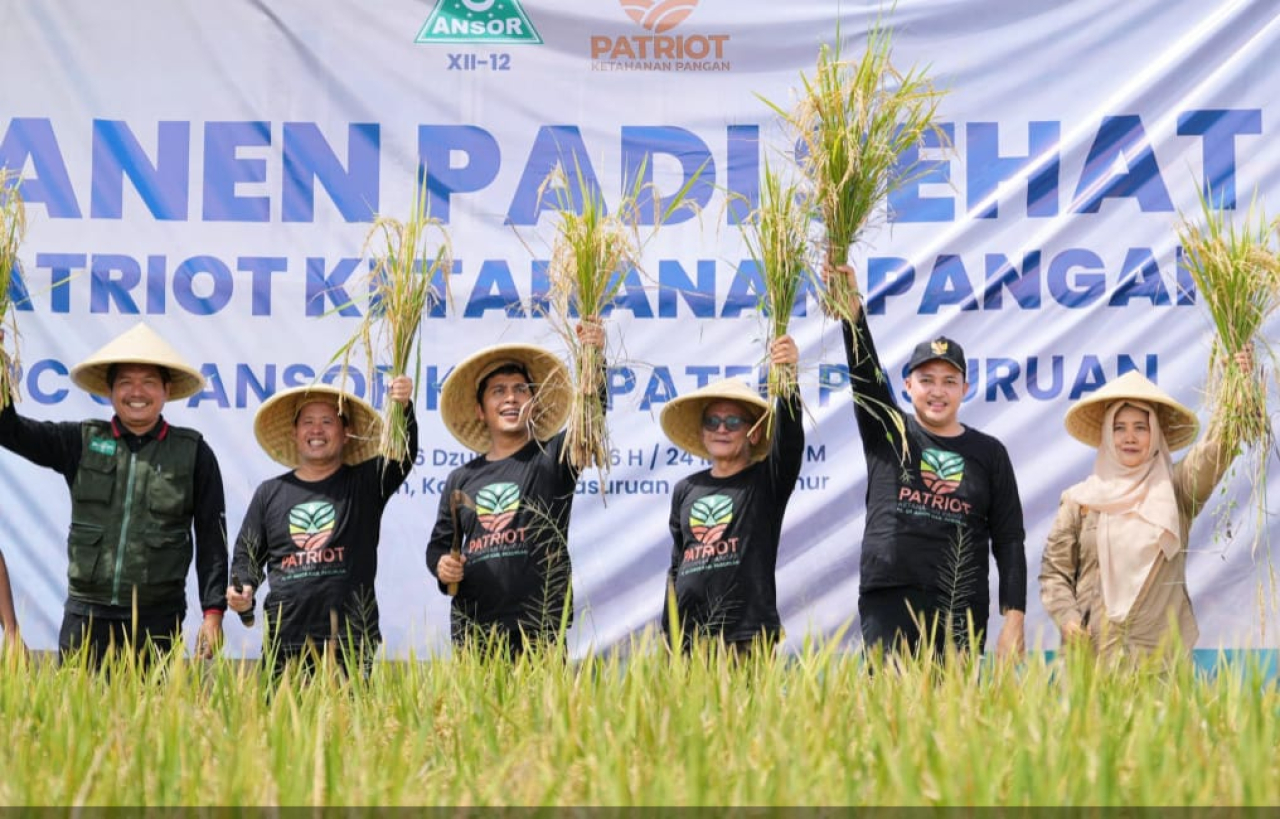 Bupati Pasuruan Mas Rusdi saat panen padi sehat di desa seketi kecamatan kejayan kabupaten Pasuruan.