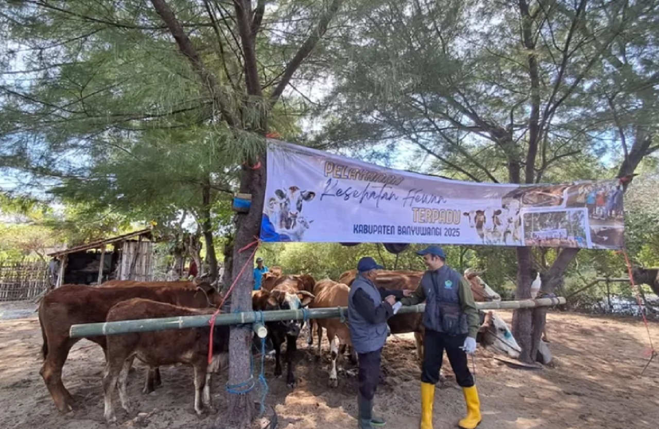 5 Ribu Hewan Ternak di Banyuwangi Sehat Berkat Program K-POP Petugas kesehatan hewan sedang memeriksa hewan ternak pada program K-POP Dispertan Banyuwangi. SP/ BYW