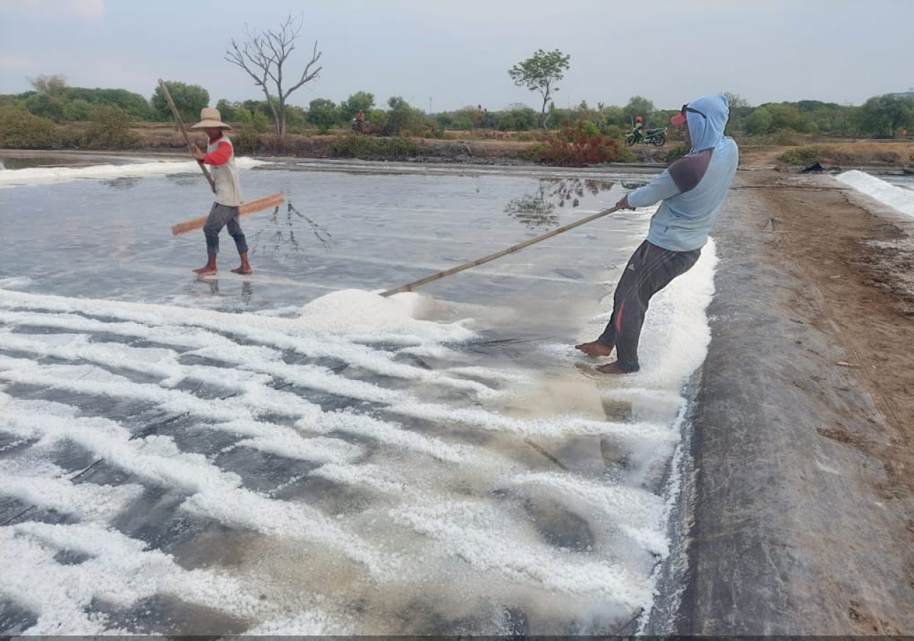 Salah satu kegiatan Kelompok tani tambak "Sari Laut" di Desa Raci, Kecamatan Bangil.