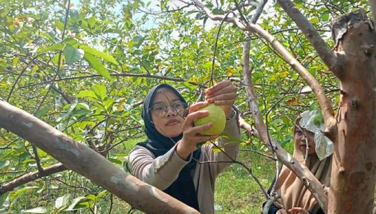 Wisata petik jambu yang memadukan alam, pertanian, dan rekreasi keluarga di Desa Kebaron, Kecamatan Tulangan, Kabupaten Sidoarjo, Jawa Timur. SP/ SDA