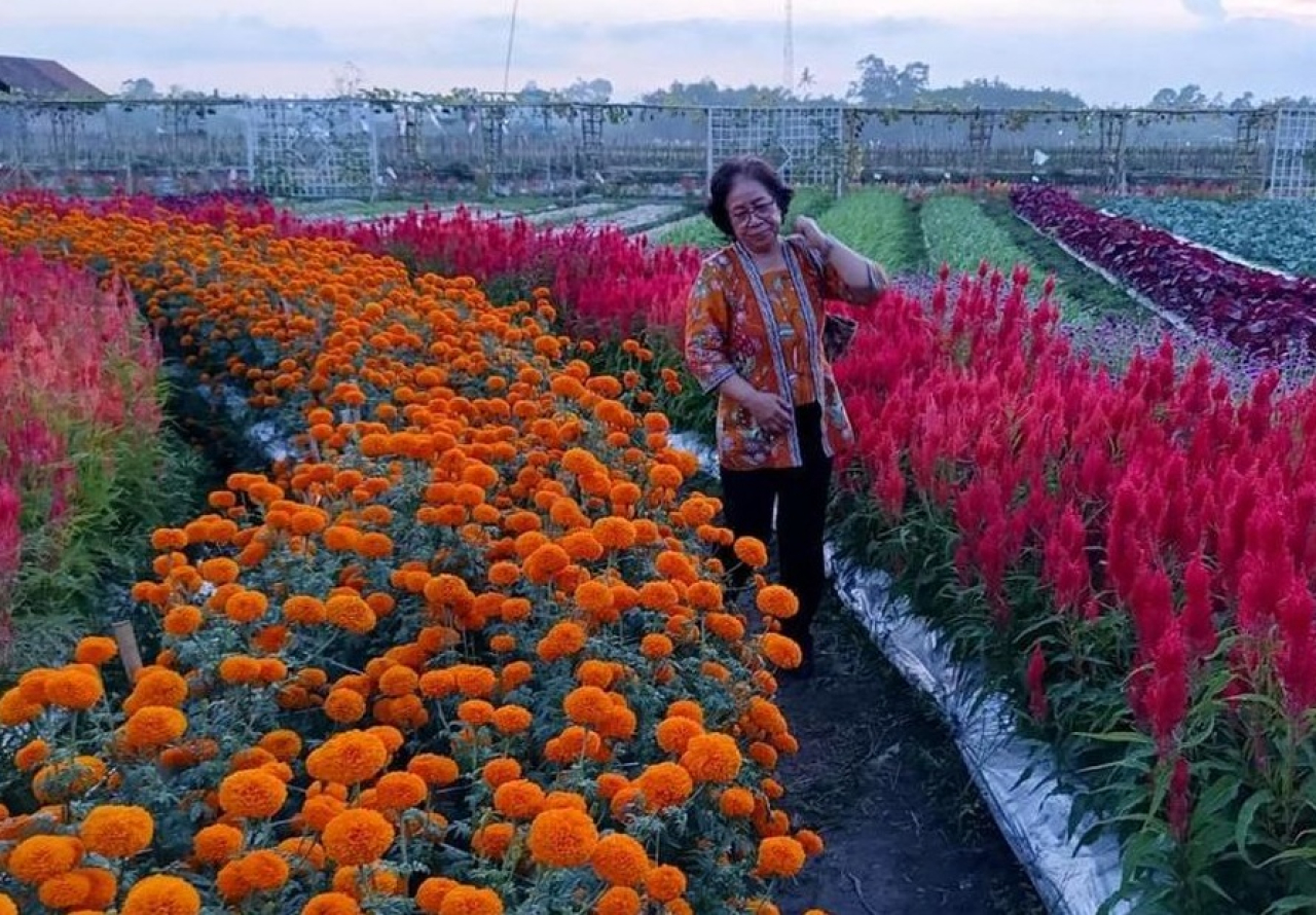 Wisata edukasi pertanian di Lumajang yang disuguhkan hamparan puluhan ribu bunga marigold yang sedang bermekaran. SP/ LMJ