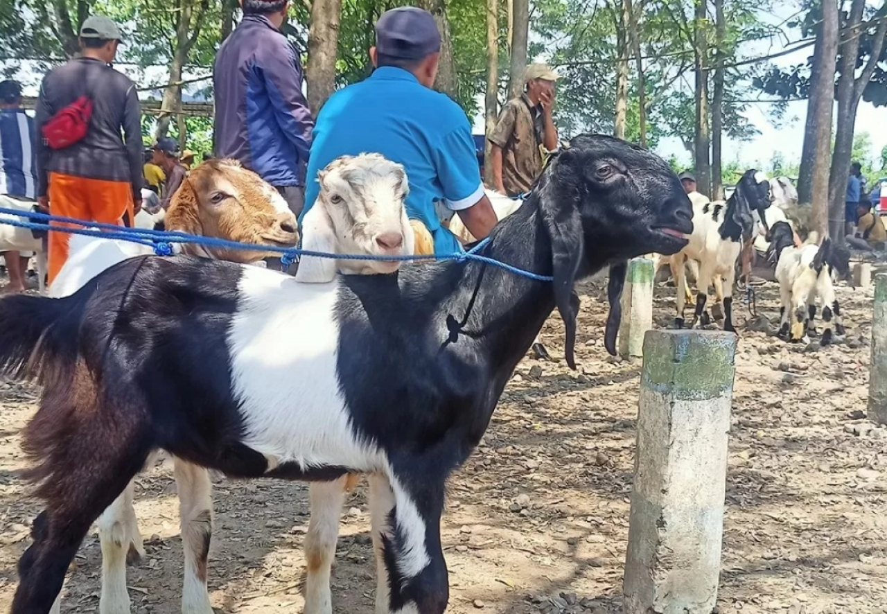 Ilustrasi. Salah satu peternak kambing sedang menjual nya di pasar hewan Banyuwangi, Jawa Timur. SP/ BYW