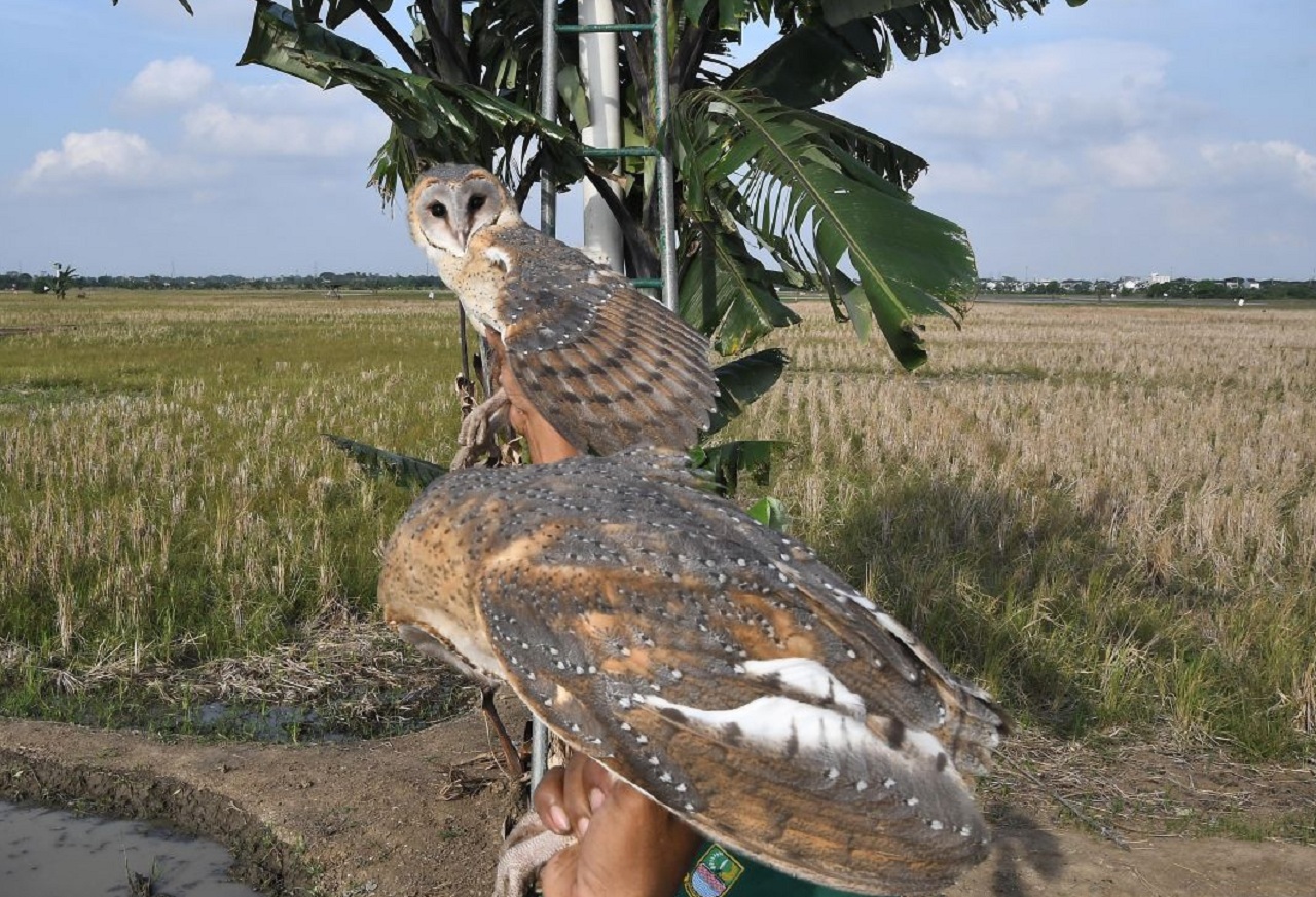 Burung hantu di kembangbiakan untuk persoalan hama Tikus yang seringkali dikeluhkan oleh Petani Lumajang. SP/ LMJ
