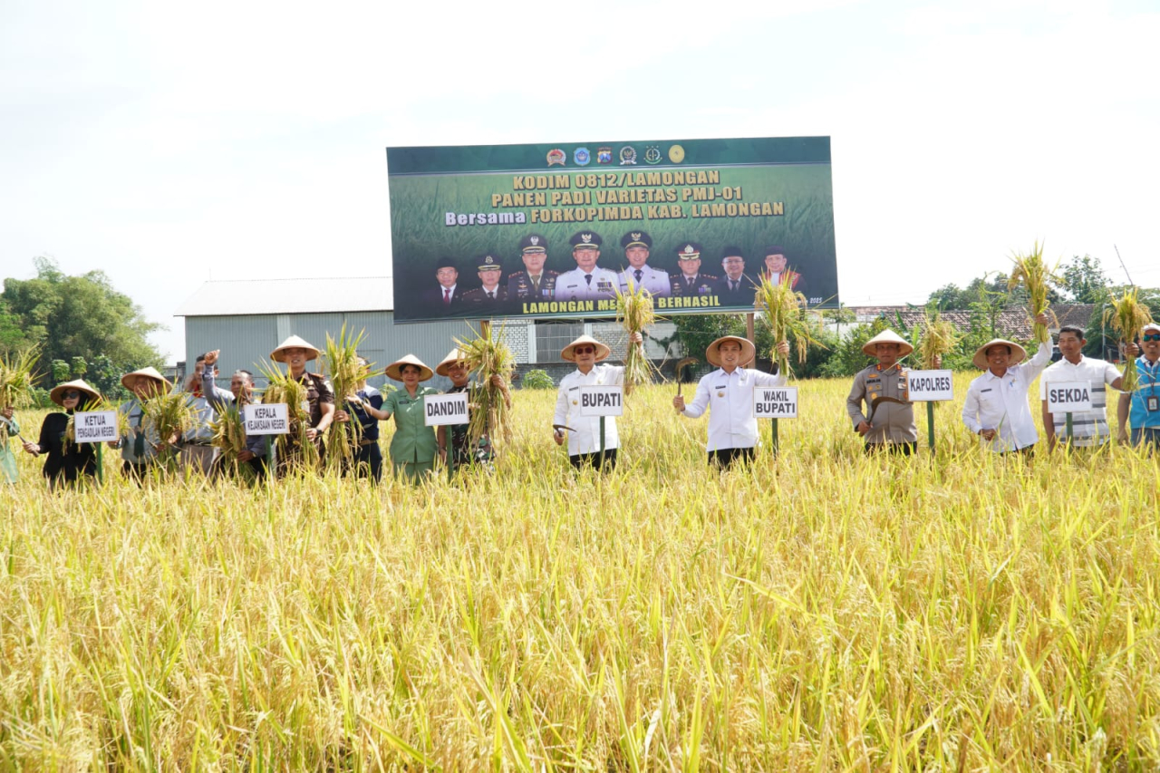 Panen padi oleh Kodim 0812 menambah ikhtiar untuk mewujudkan swasembada pangan di Lamongan. SP/IST