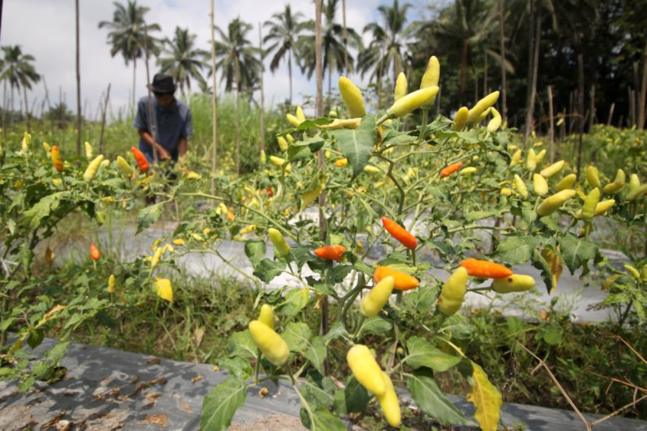 Ilustrasi. Petani cabai di Lumajang saat panen raya. SP/ LMJ