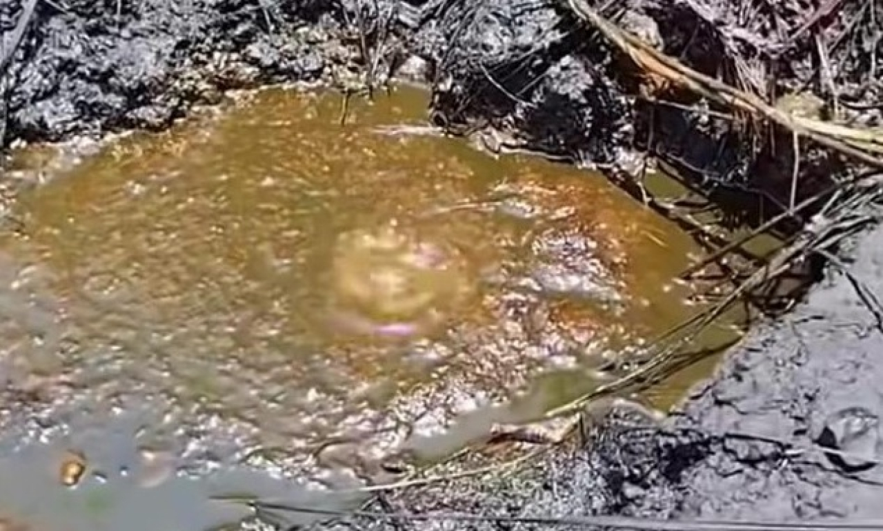 Penampakan kemunculan cairan mirip minyak yang menyembur dari dalam tanah di Kabupaten Nganjuk, Jawa Timur. SP/ NGJ