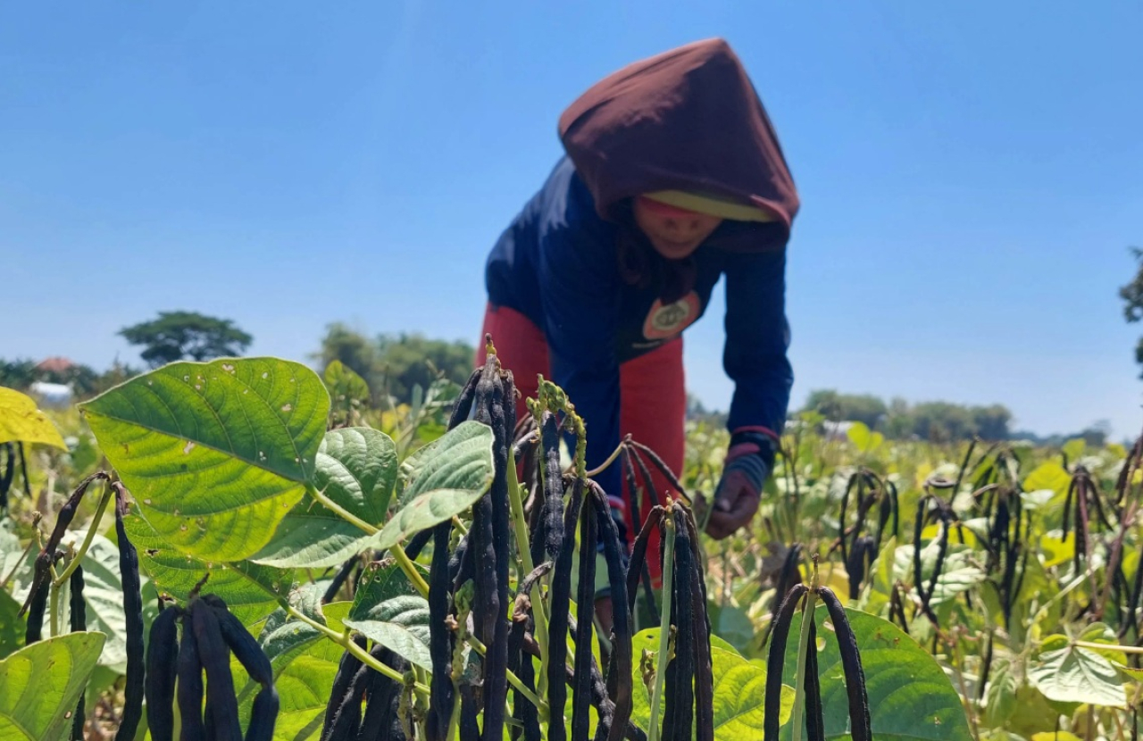 Ilustrasi. Para petani sedang panen kacang hijau di Madiun, Jawa Timur. SP/ MDN