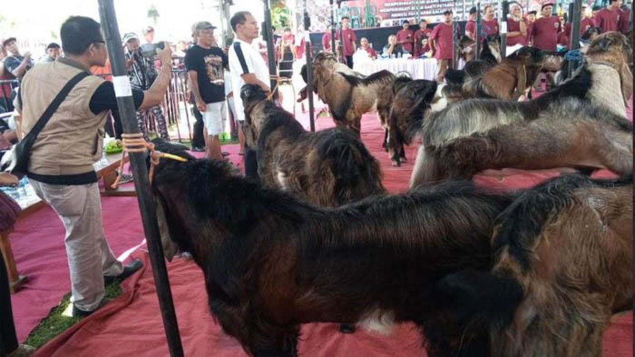 Sebanyak ratusan ekor kambing memenuhi Lapangan Desa Karangtalun, Kecamatan Kalidawir, Kabupaten Tulungagung, Jawa Timur. SP/ TLG