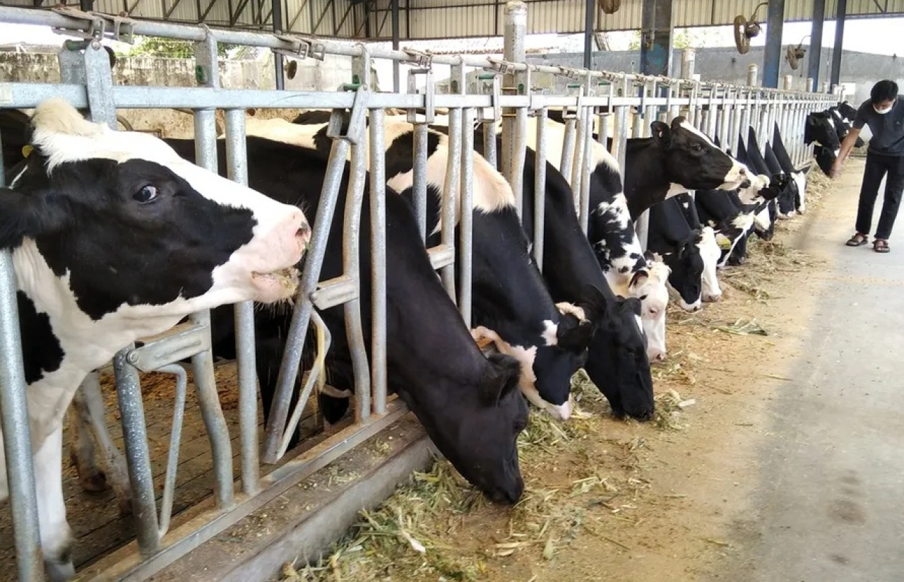 Ilustrasi. Peternakan sapi perah yang akan membuka akses keuangan bagi peternak rakyat di Kabupaten Malang, Jawa Timur. SP/ MLG