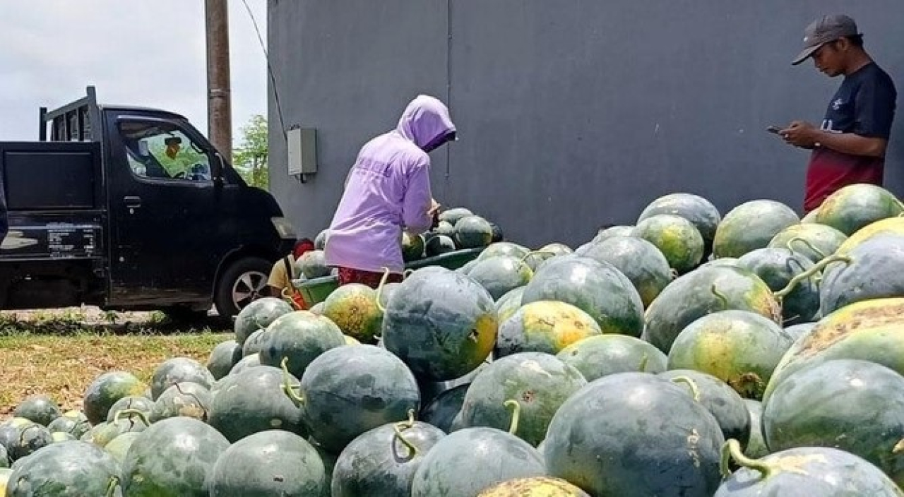 Ilustrasi. Para petani semangka inul sedang panen masal. SP/ LMJ