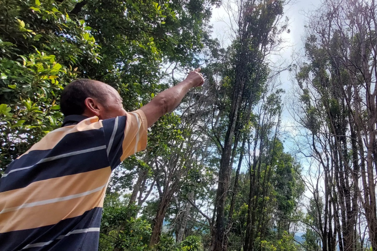 Salah satu petani di Desa Kare, Kecamatan Kare, Kabupaten Madiun, Jawa Timur menunjukkan pohon cengkih yang mati akibat terserang virus BPKC. SP/ MDN