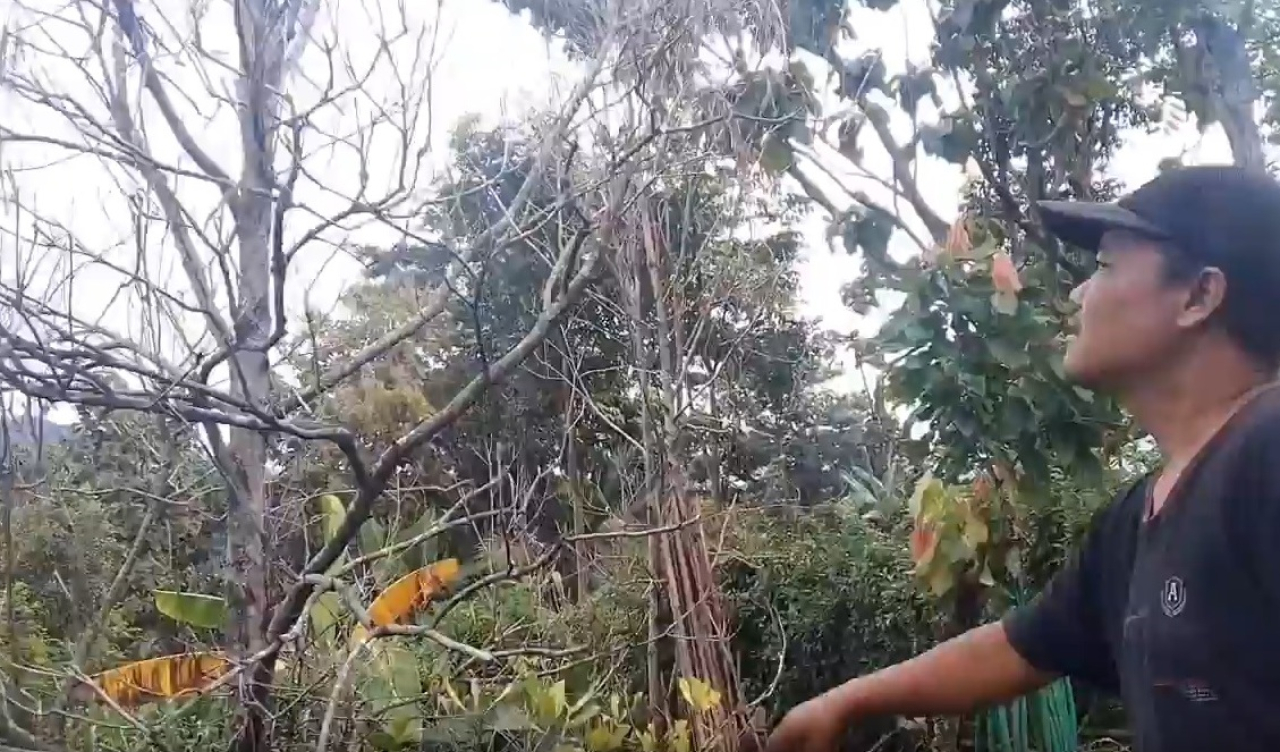 Ilustrasi. Tanaman cengkeh di Kabupaten Madiun, Jawa Timur diserang hama atau virus mematikan. SP/ MDN