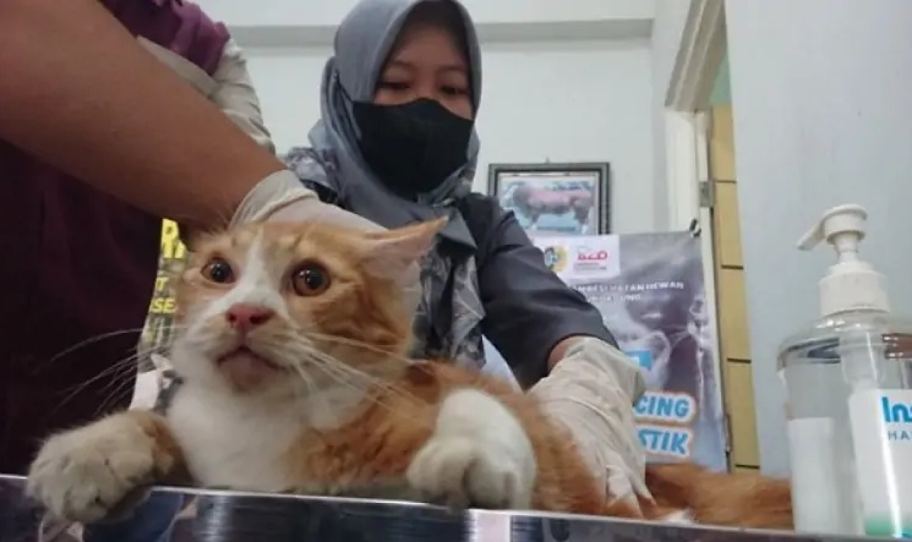Dinas Peternakan dan Kesehatan Hewan (Disnak Keswan) untuk menggelar layanan sterilisasi kucing jantan domestik secara gratis. Kegiatan ini berlangsung di Puskeswan Campurdarat. SP/ TLG