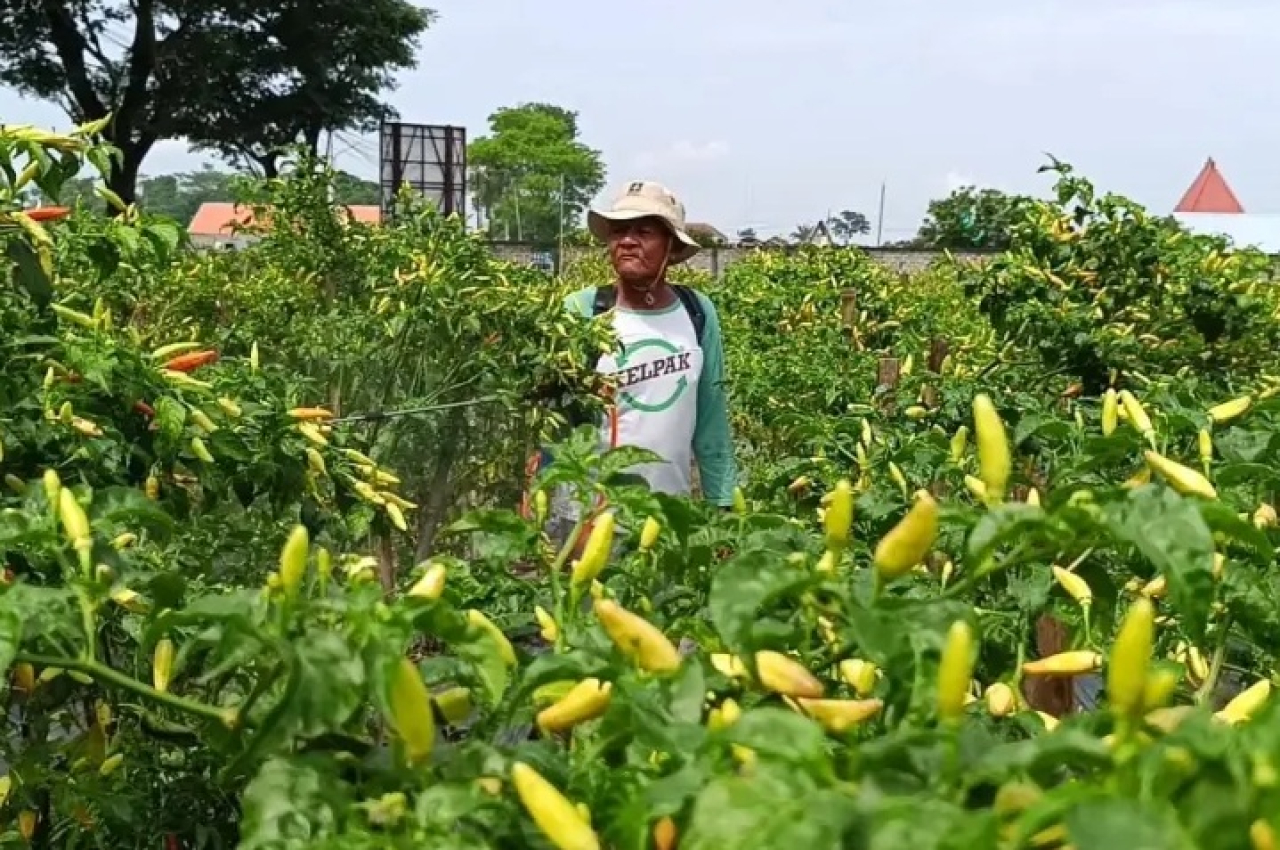 Salah seorang petani cabai rawit di Desa Tumpang, Kecamatan Talun, Kabupaten Blitar saat menyemprot tanamannya. SP/ BLT