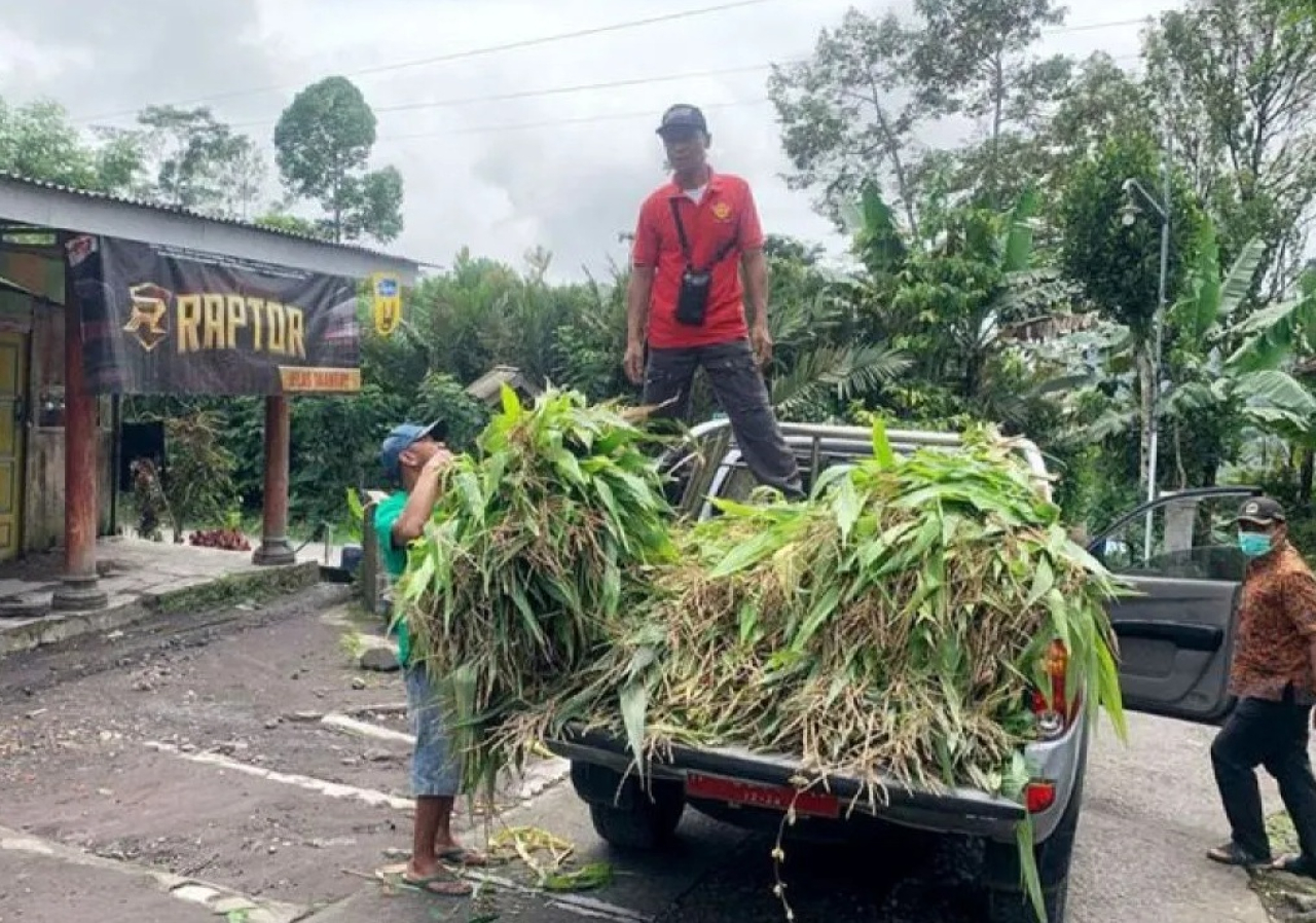 Petugas membawa pakan ternak untuk hewan ternak yang berhasil diselamatkan dari bencana erupsi Gunung Semeru. SP/ LMJ