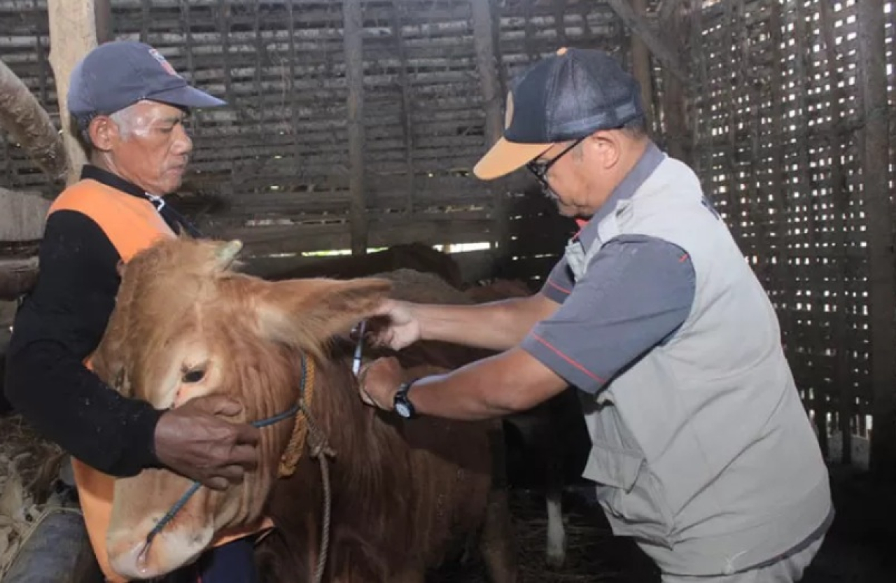 Ilustrasi. Petugas Dinas Peternakan dan Perikanan Kabupaten Magetan saat memberikan suntik vaksinasi PMK ke peternak sapi milik warga setempat. SP/ MGT