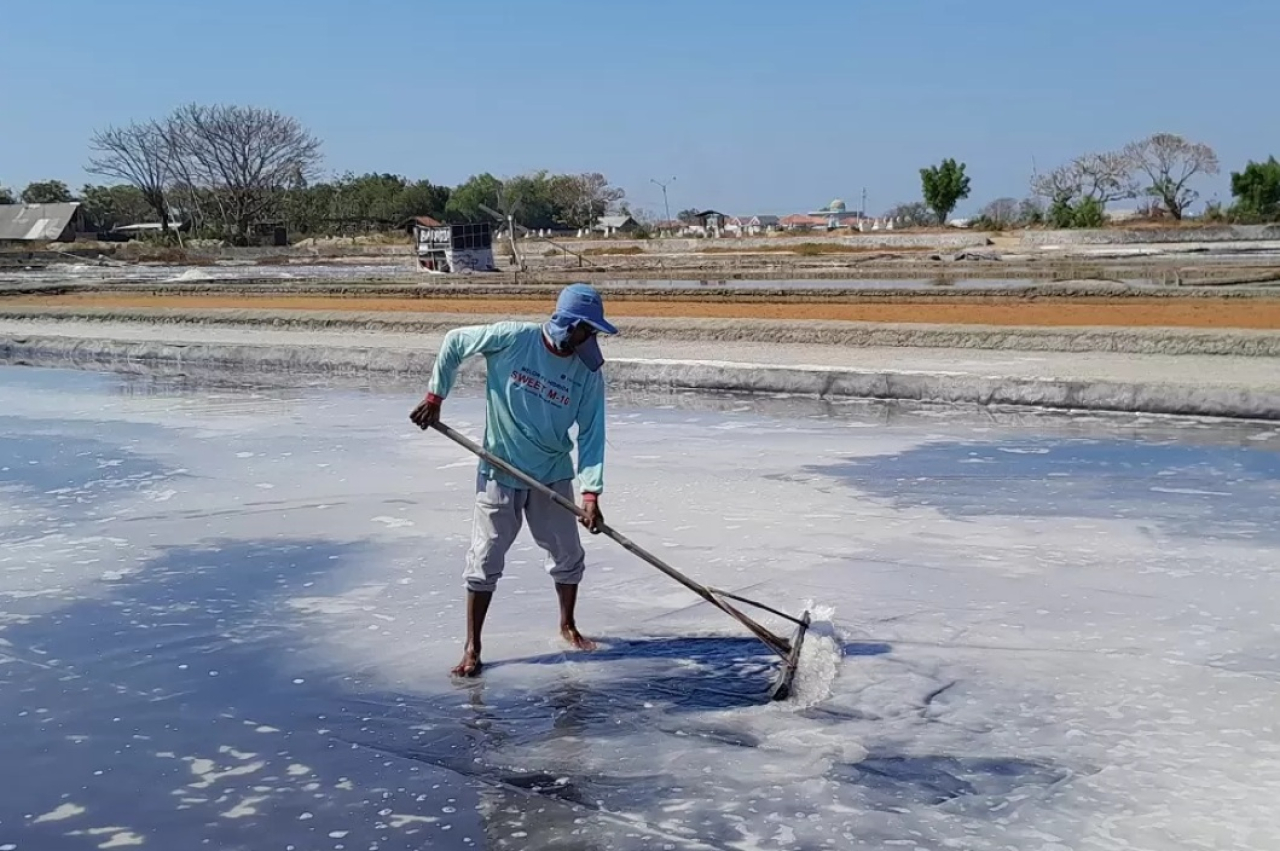 Ilustrasi. Petambak garam di Pamekasan tengah memanen hasil tambaknya di tengah cuaca tak menentu yang menyebabkan produksi garam tahun ini menurun drastis. SP/ PMK