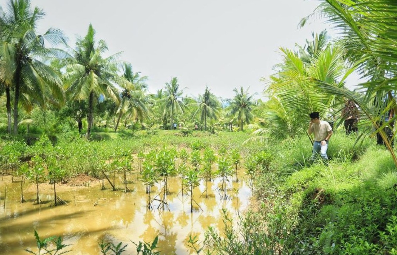 Penampakan tambak udang di Trenggalek diubah jadi ditanami mangrove. SP/ TRG