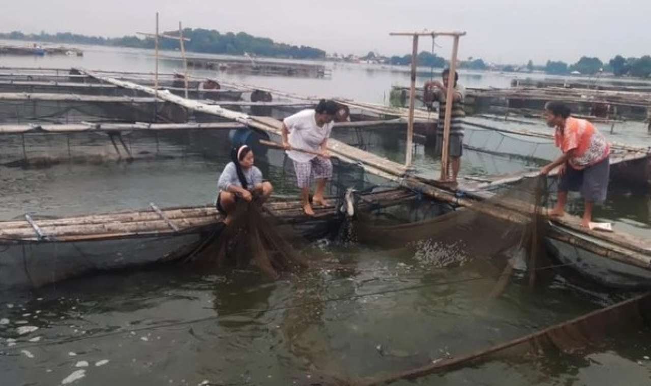 Pembudidaya ikan dalam keramba di Danau Ranu Grati, Pasuruan, Jawa Timur. SP/ PSR