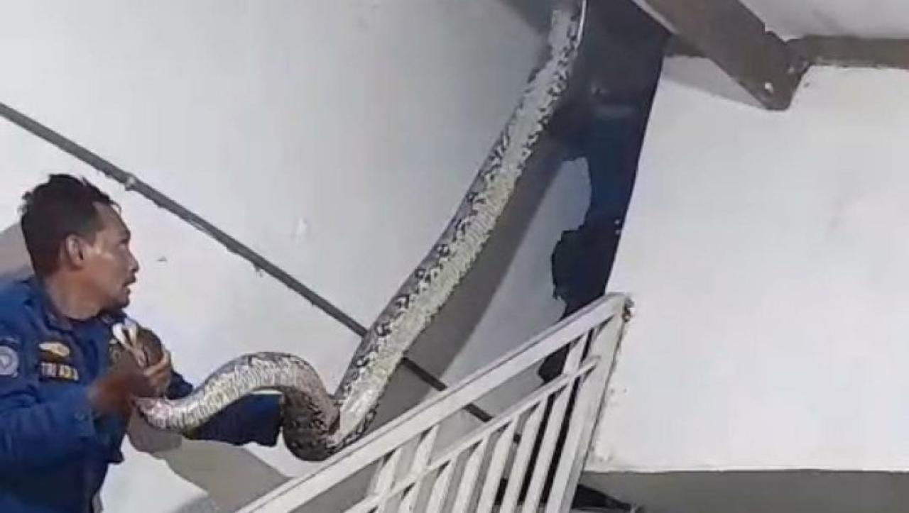 Proses evakuasi ular piton di salah satu atap rumah warga. SP/ PSR