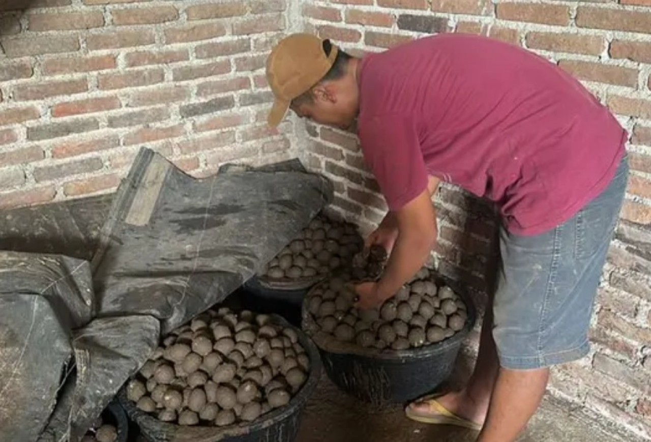 Salah satu Perajin telur asin asal Madiun, Yayak Surayak memperlihatkan telur asin yang dia siapkan untuk MBG. SP/ MDN