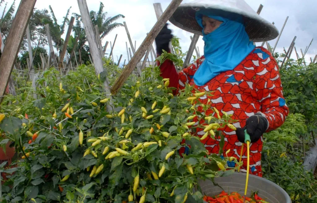 Manfaatkan Momentum Harga Cabai Melonjak Naik, Petani di Jember Pilih Panen Lebih Awal